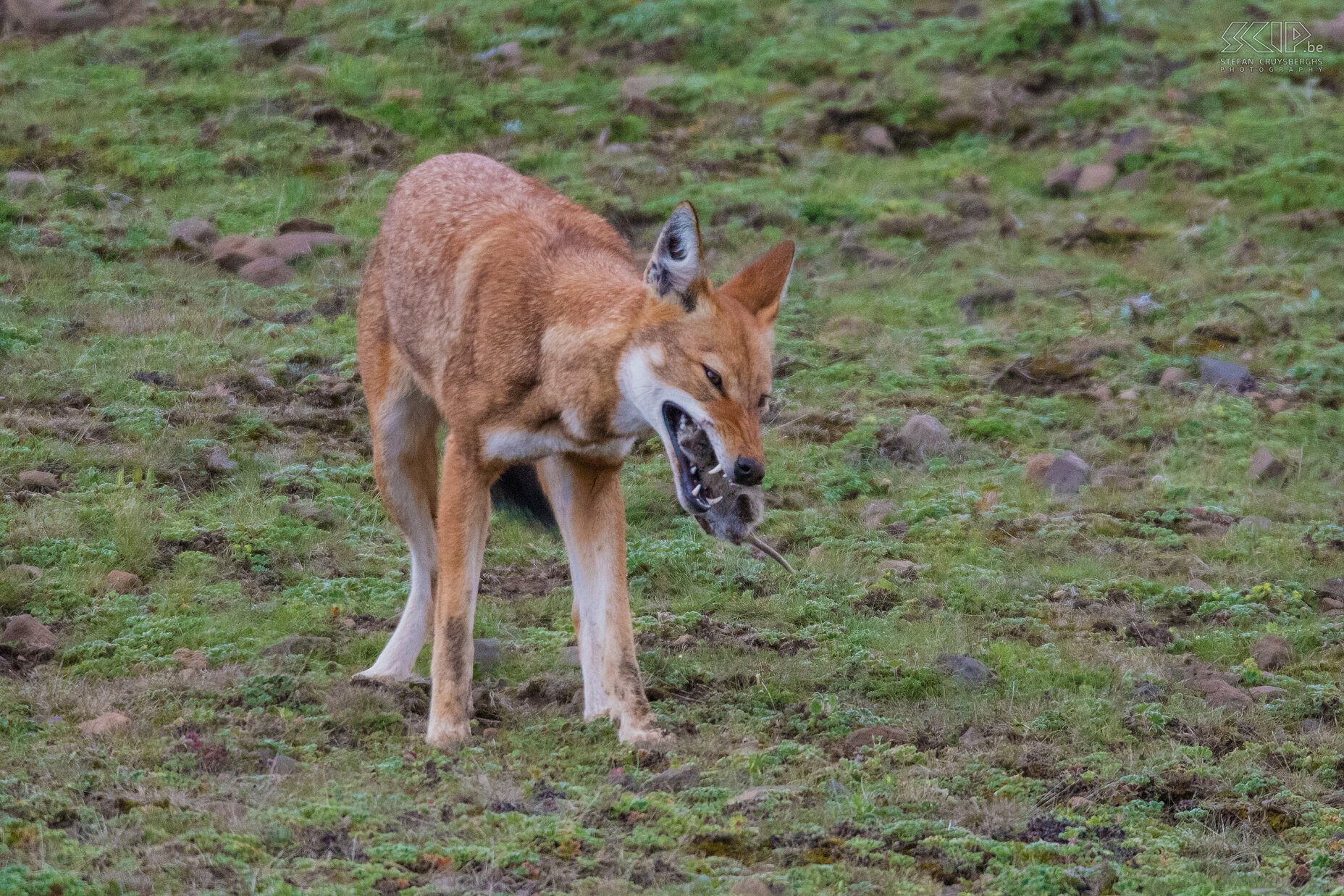 Bale Mountains - Sanetti - Ethiopian wolf eats a rat The Ethiopian wolf is a highly specialised hunter of Afroalpine rodents like giant mole rats, grass rats, hares and rock hyraxes. We were able to observe and photograph a wolf that chased a rat out of its hole and finally ate it. It was a fascinating spectacle. Stefan Cruysberghs